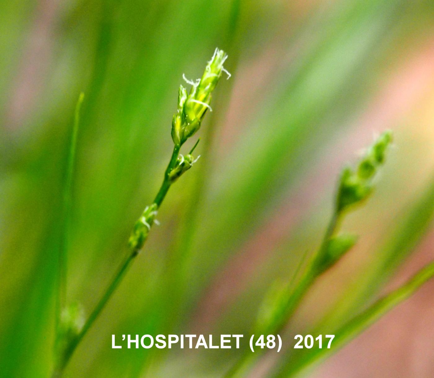 Sedge, Remote-spiked flower